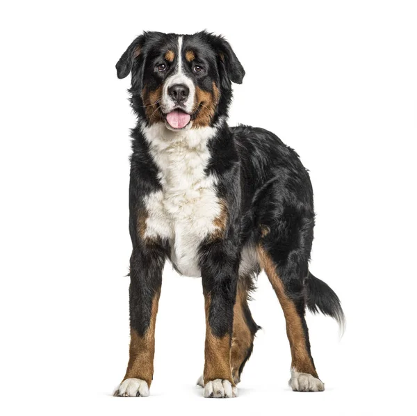 Standing Bernese Mountain Dog Panting Isolated White — Stock Photo, Image