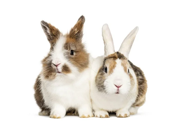 Two Rabbits Sitting Together Isolated White — Stock Photo, Image