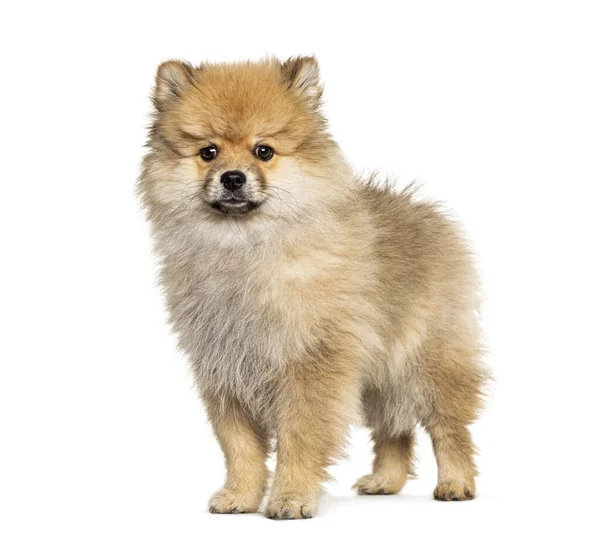 Stående Keeshond Isolerad Vitt — Stockfoto