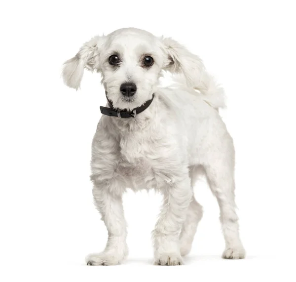 Cão Maltês Isolado Sobre Branco — Fotografia de Stock