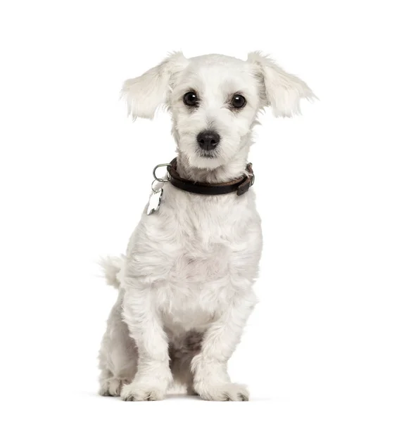 Zittende Maltese Hond Geïsoleerd Wit — Stockfoto