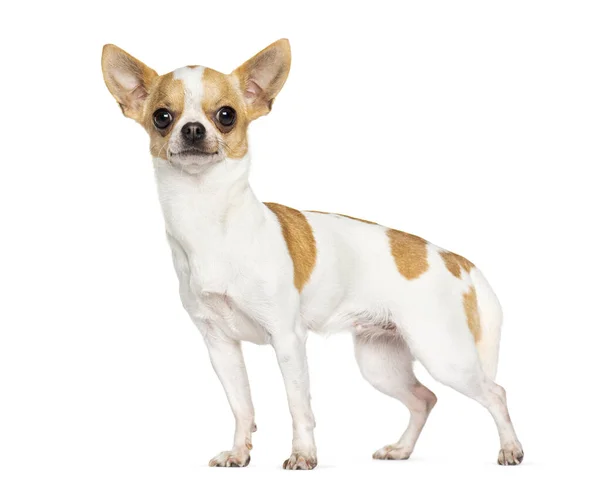 Chihuahua Debout Isolé Sur Blanc — Photo