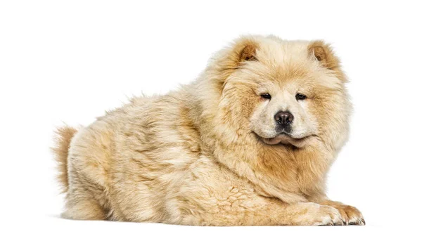 Chow Chow Izolované Bílém — Stock fotografie