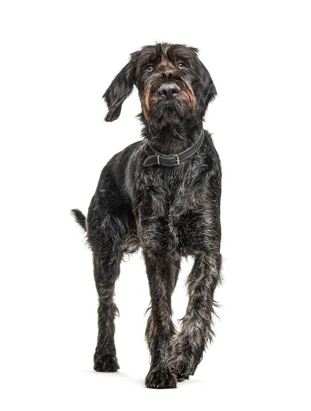 Duitse Wirehaired Pointer Korthals Hond Geïsoleerd Wit — Stockfoto
