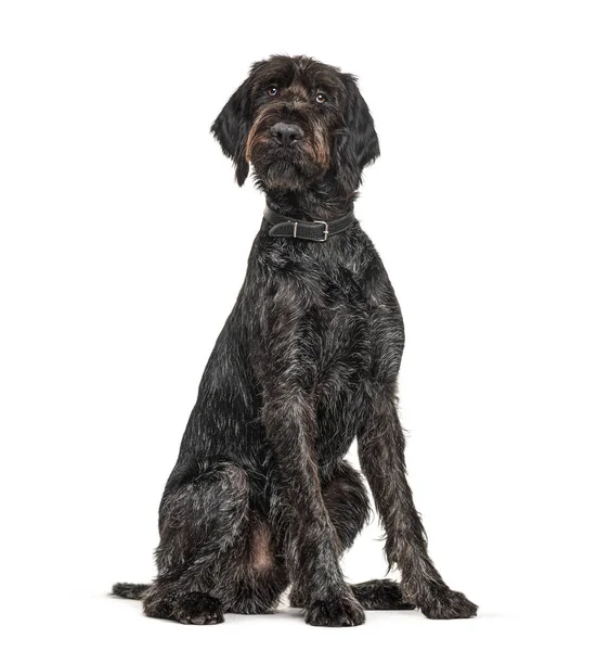 German Wirehaired Pointer Korthals Dog Isoled White — стокове фото