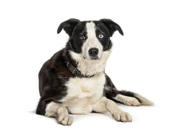 Couché Noir Blanc Bordure Collie Chien Isolé Sur Blanc — Photo