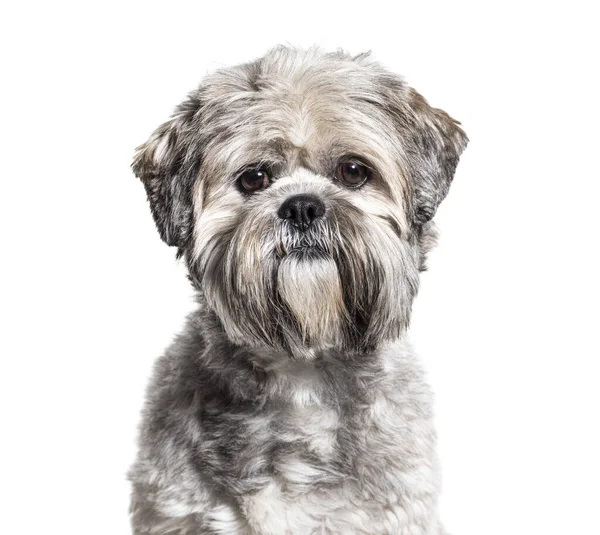 Prise Vue Lhassa Apso Toiletté Noir Blanc Isolé Sur Blanc — Photo