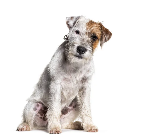 シッティングパーソン ラッセル テリア犬 白に隔離された — ストック写真