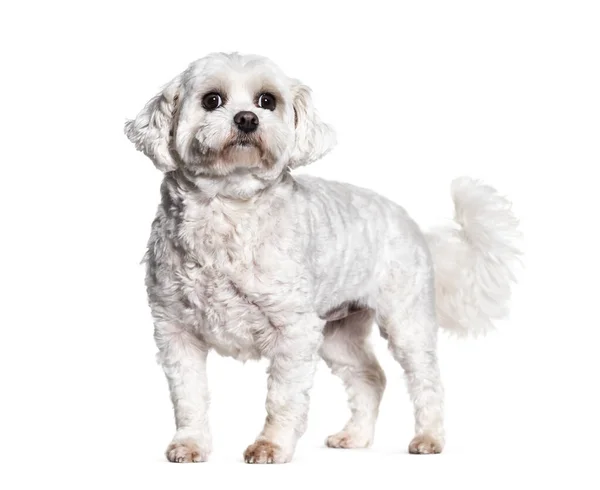Cão Bichon Isolado Sobre Branco — Fotografia de Stock
