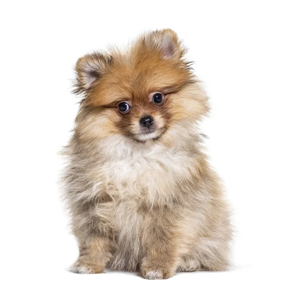 Jovem Pomeranian Olhando Para Câmera Isolado Branco — Fotografia de Stock