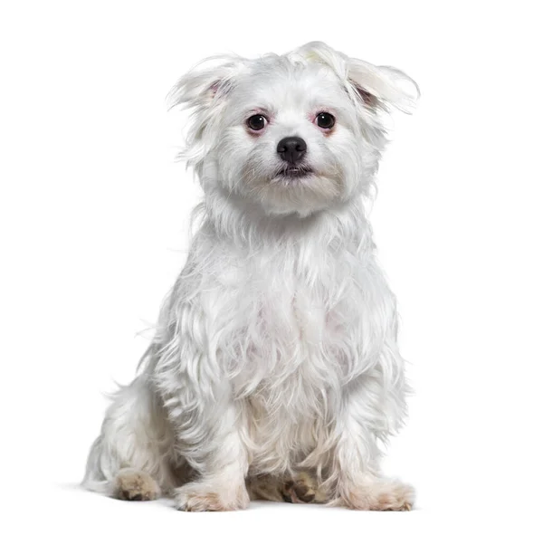 White Crossbreed Dog Isolated White — Stock Photo, Image