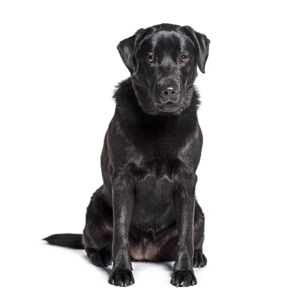 Černý Labrador Retrívr Sedí Izolovaný Bílém — Stock fotografie