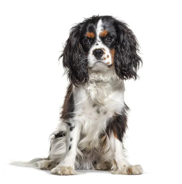 Sentado Cavalier King Charles Isolado Branco — Fotografia de Stock