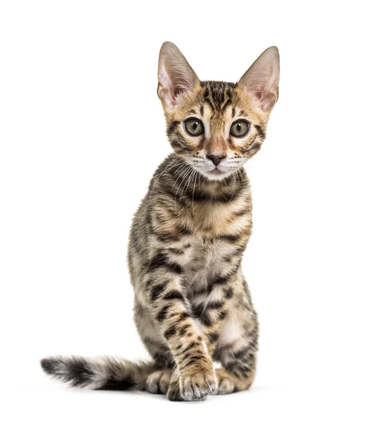 Young Bengal Cat Staring Isolated White — Stock Photo, Image