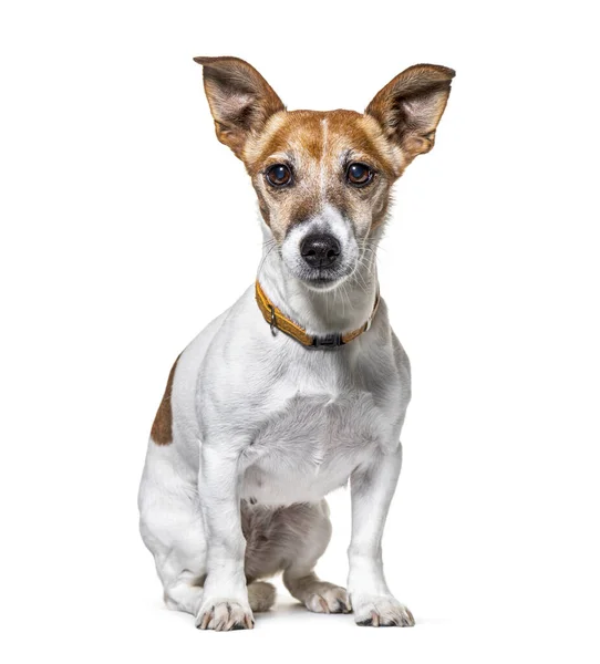 Sitzender Jack Russel Terrier Mit Halsband Isoliert Auf Weiß — Stockfoto