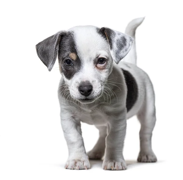Ayakta Duran Köpek Yavrusu Jack Russel Terrier Beyaz Üzerinde Izole — Stok fotoğraf