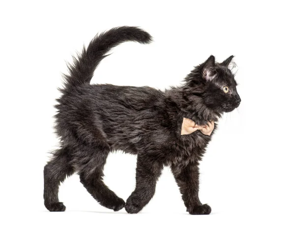 Widok Boku Czarny Kotek Krzyżówka Kot Wlking Noszenie Muszki Izolowane — Zdjęcie stockowe