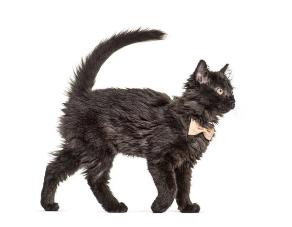 Vista Lateral Black Kitten Crossbreed Gato Wlking Vestindo Laço Isolado — Fotografia de Stock