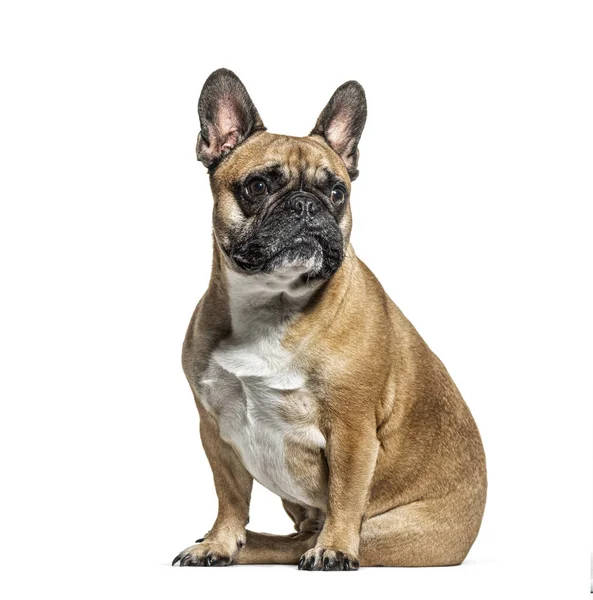 Zittende Franse Bulldog Die Wegkijkt Geïsoleerd Wit — Stockfoto