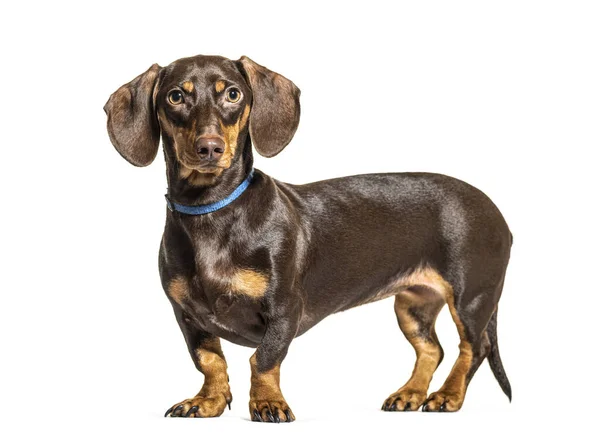 Cane Piedi Marrone Bassotto Isolato Bianco — Foto Stock