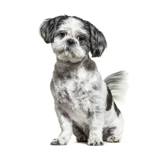 Zittend Zwart Wit Shih Tzu Hond Geïsoleerd Wit — Stockfoto
