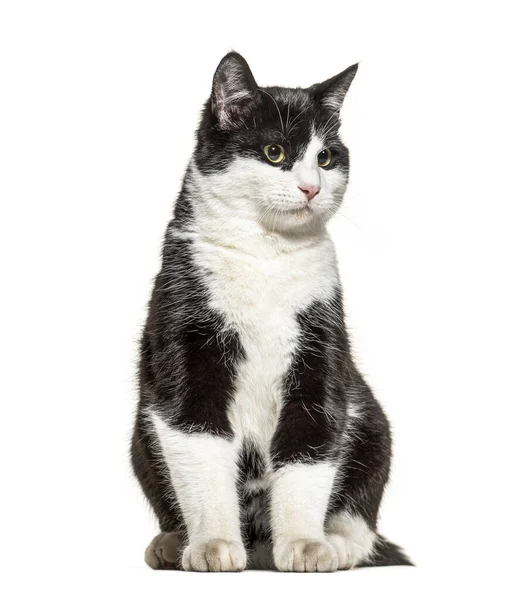 Black White Crossbreed Cat Standing Isolated White — 스톡 사진