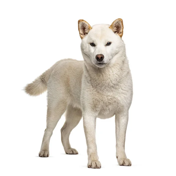 白に隔絶された芝犬 — ストック写真