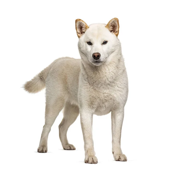 Stående Shiba Inu Isolerad Vitt — Stockfoto