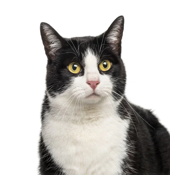 Gros Plan Chat Croisé Noir Blanc Isolé Sur Blanc — Photo