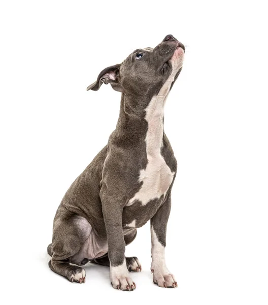 American Staffordshire Kijkt Omhoog Geïsoleerd Wit — Stockfoto