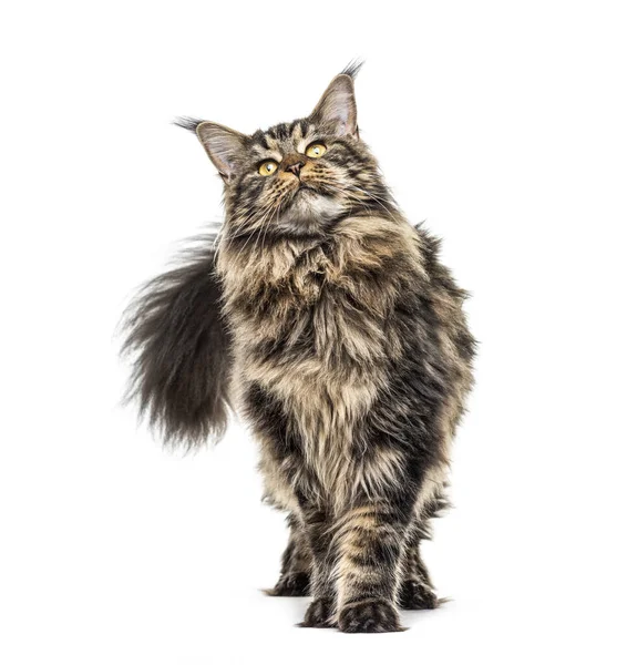 Maine Coon Levant Les Yeux Isolé Sur Blanc — Photo