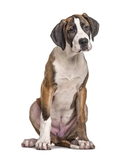 Young Great Dane Isolated White — Stock Photo, Image