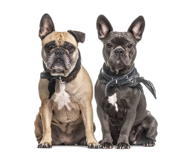 Zwei Französische Bulldoggen Sitzen Und Die Kamera Schauen — Stockfoto