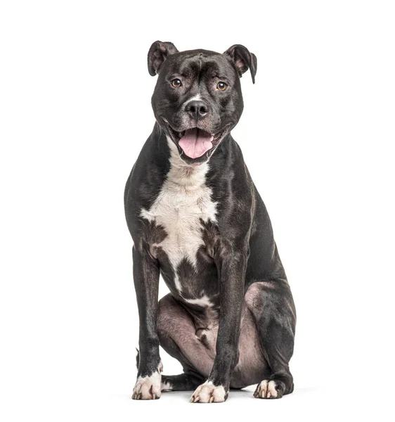 Sitzender Und Hechelnder American Staffordshire Terrier Hund Isoliert Auf Weiß — Stockfoto