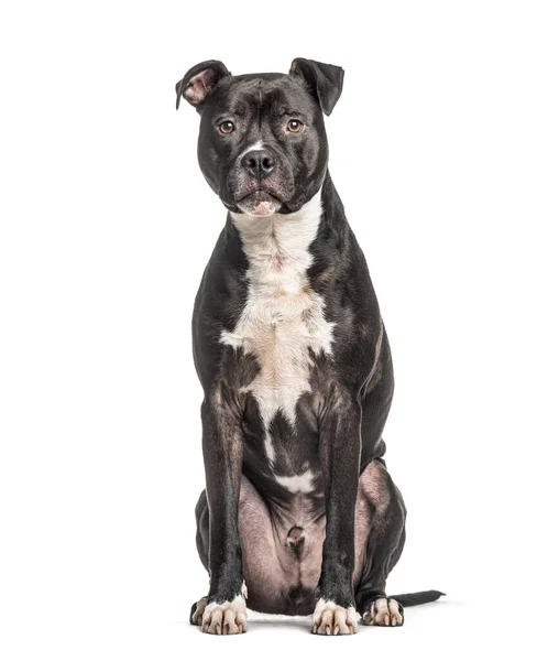 American Staffordshire Terrier Isolerad Vitt — Stockfoto