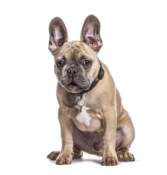 Zittende Franse Bulldog Met Halsband Geïsoleerd Wit — Stockfoto