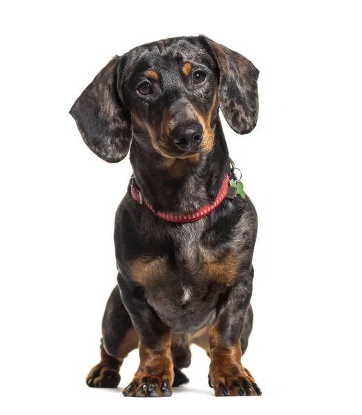 Dachshund Wearing Collar Isolated White — Stock Photo, Image