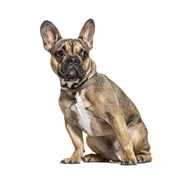 Barna Francia Bulldog Visel Gallér Elszigetelt Fehér — Stock Fotó