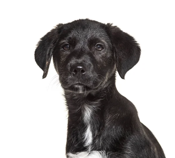 Portrait Black Crossbreed Isolated White — Stock Photo, Image