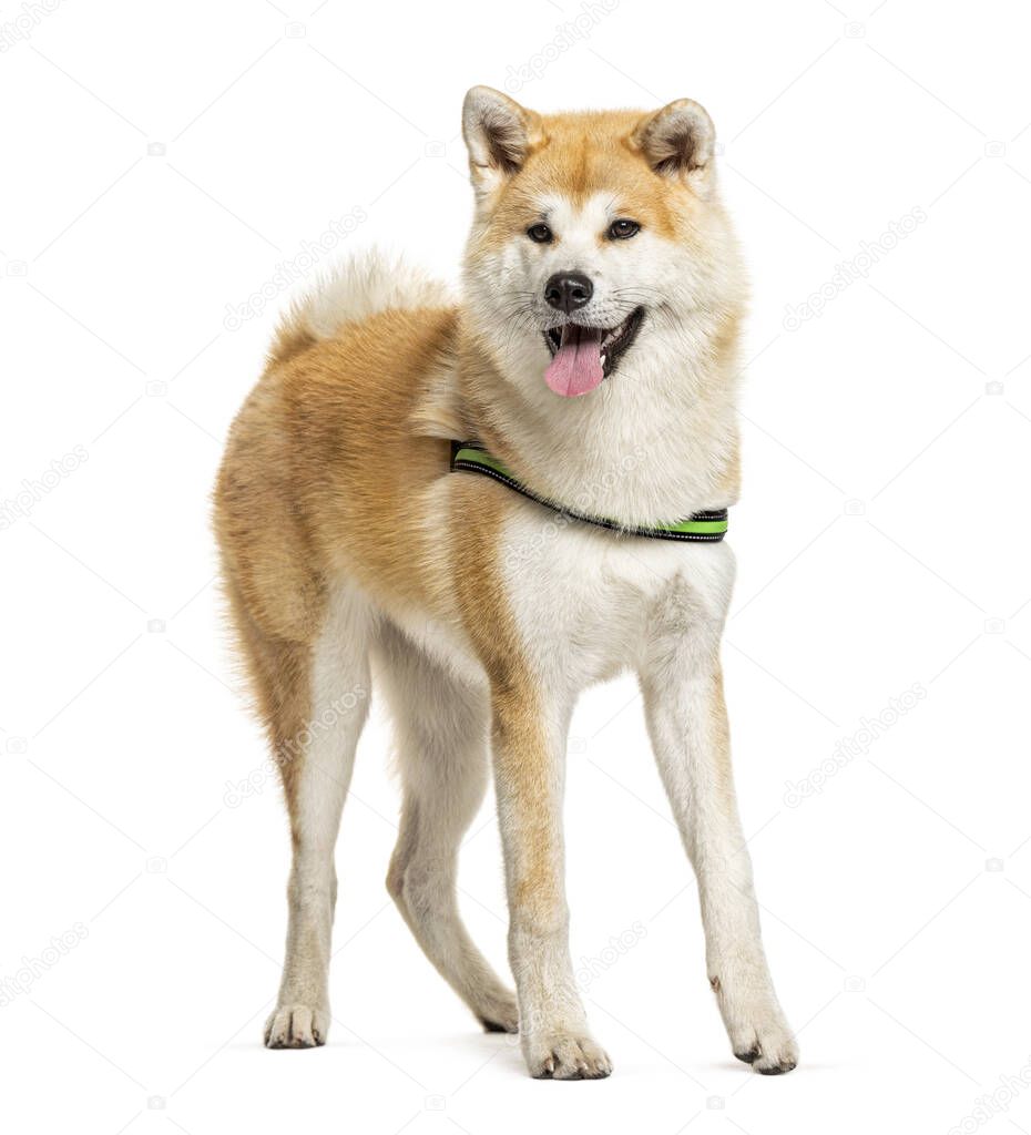 Panting Akita Inu standing in front of a white background