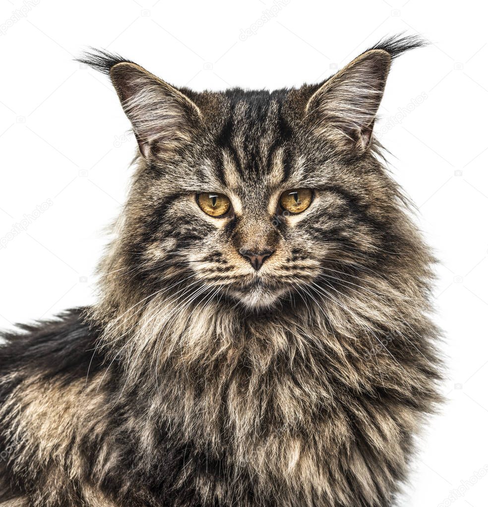 Close-up of a Beautiful grey Maine coon, isolated on white