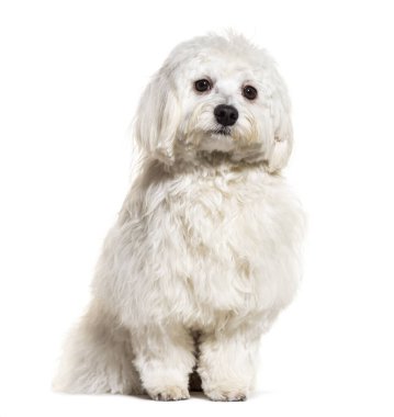 Oturan Malta 'lı, beyaz tenli