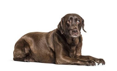Mutsuz Yalancı Çikolata Labrador korkuyor, sorguluyor, ifade ediyor