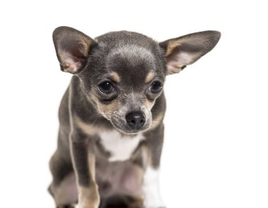 Chihuahua aşağıya bakıyor, beyaz üzerine izole edilmiş.