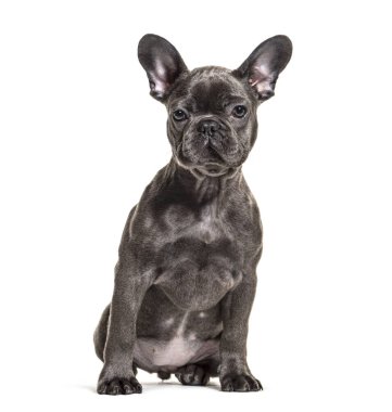 Oturan gri bir Fransız bulldog 'unun ön görüntüsü, beyaz üzerine izole edilmiş.