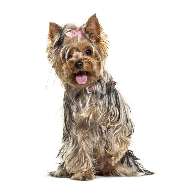 Pants Sitting Yorkshire Terrier Dog Aislado Blanco —  Fotos de Stock