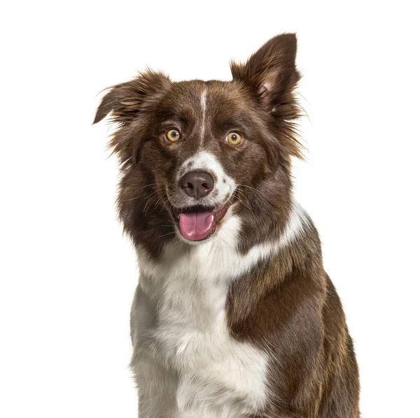 Close Border Collie Isolated White — Stock Photo, Image