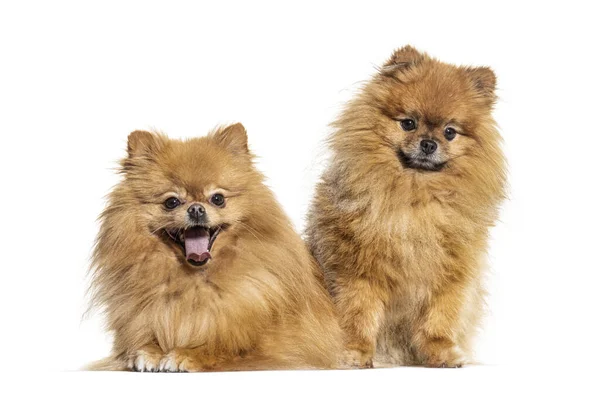 Two Pomeranian Dogs Isolated White — Stock Photo, Image