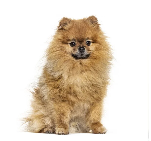 Pomeranian Looking Camera Isolated White — Stock Photo, Image