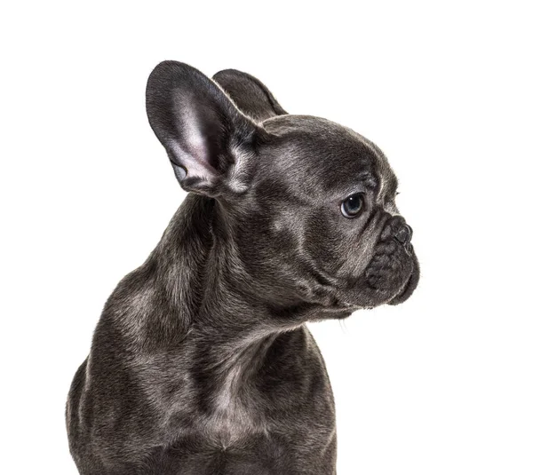 Close Cachorro Buldogue Francês Isolado Branco — Fotografia de Stock